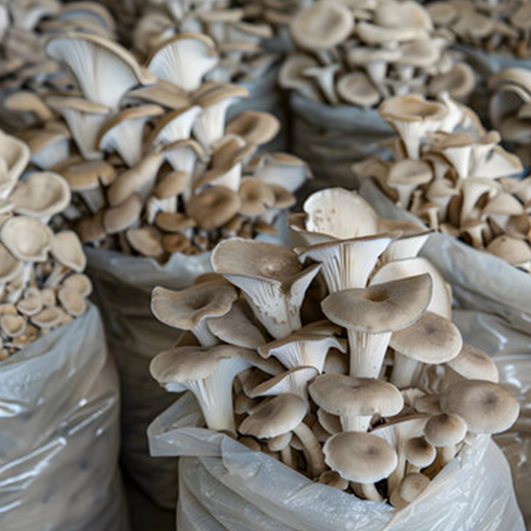 Burgaz Mantar-İstiridye Mantarı