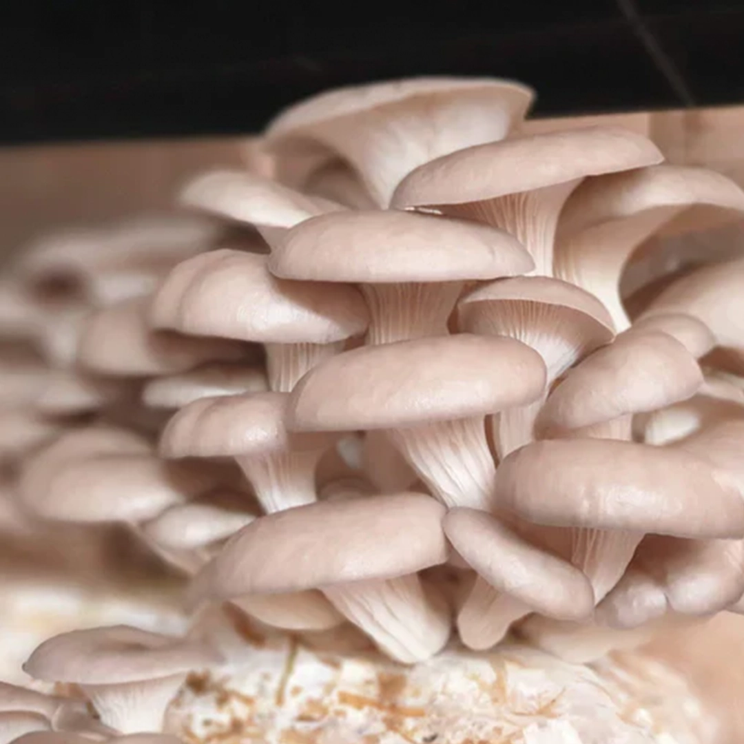 Burgaz Mantar-İstiridye Mantarı