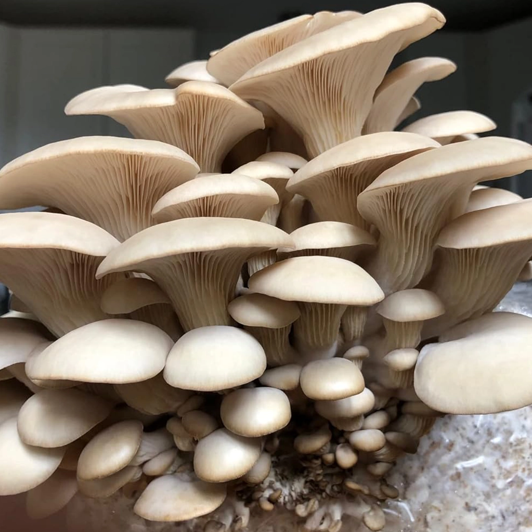 Burgaz Mantar-İstiridye Mantarı