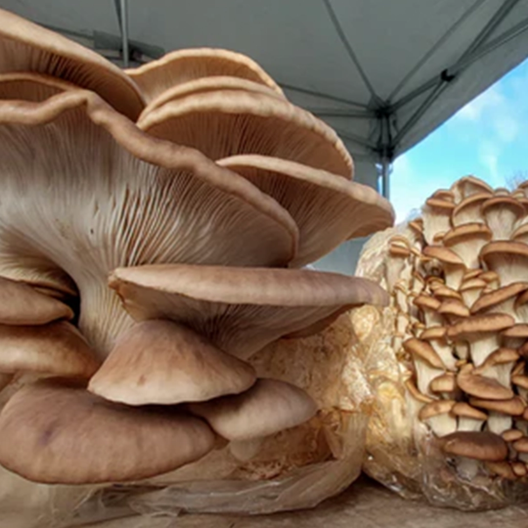 Burgaz Mantar-İstiridye Mantarı