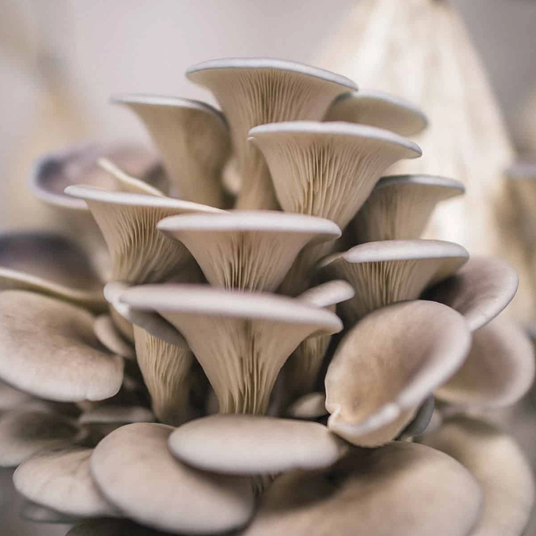 Burgaz Mantar-İstiridye Mantarı