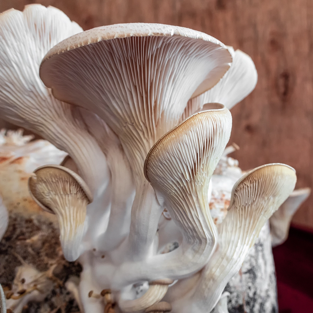 Burgaz Mantar-İstiridye Mantarı